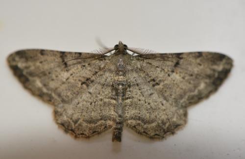 Réf. 215 214 : Peribatodes rhomboidaria